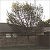 Mirrored Gray glass finish
