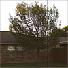 Mirrored Bronze glass finish